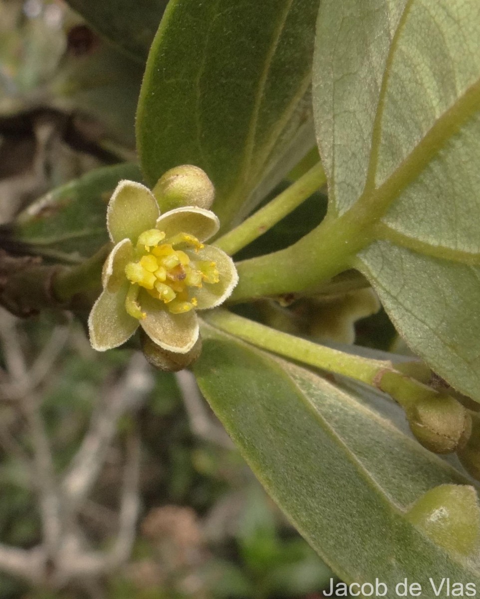 Cinnamomum ovalifolium Wight